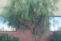 Acacia Jennerae Coonavittra Wattle Non Native Evergreen Tree for sizing 2592 X 3872