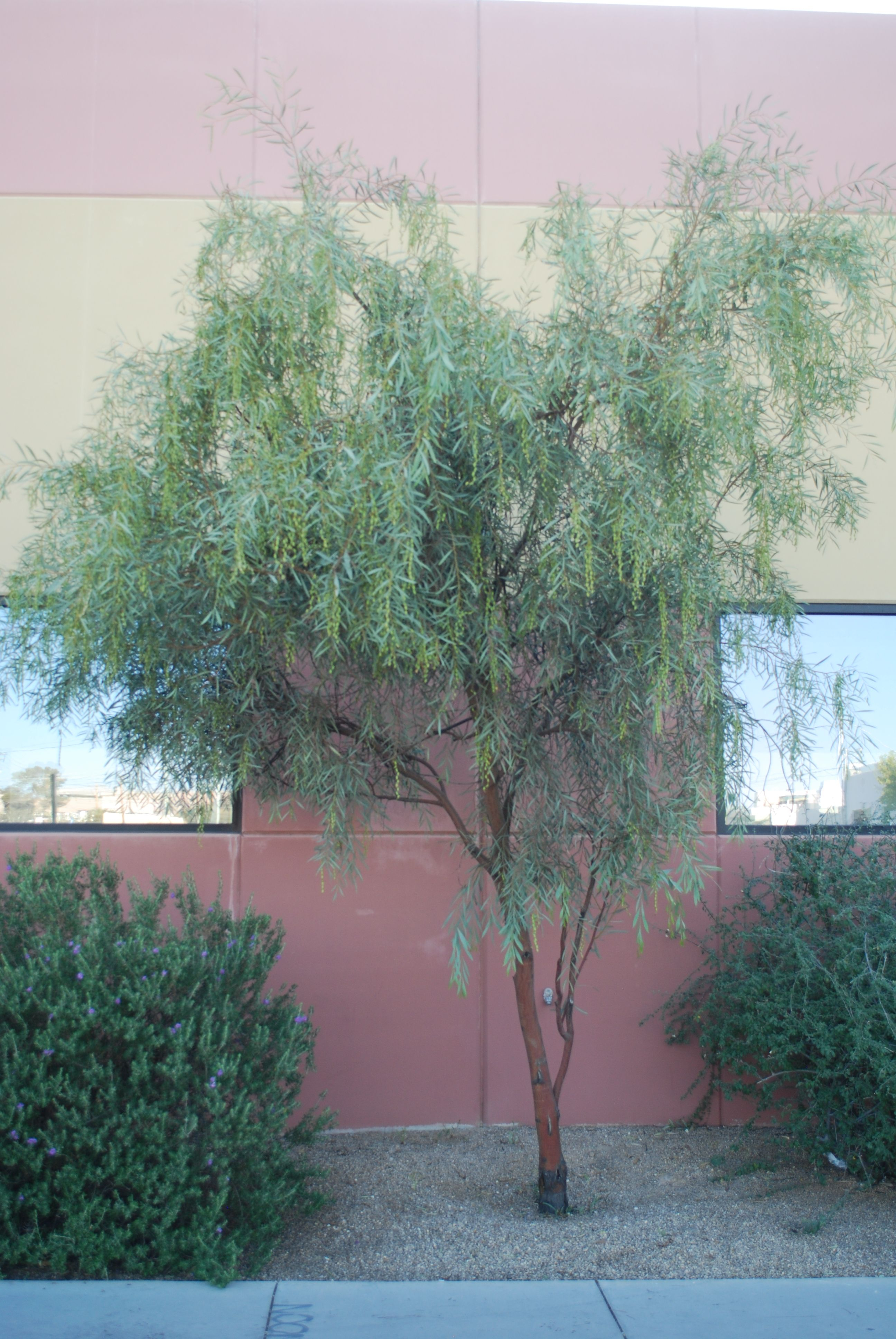 Acacia Jennerae Coonavittra Wattle Non Native Evergreen Tree for sizing 2592 X 3872