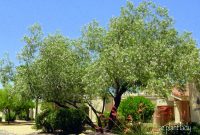 Desert Patio Trees Sportwholehousefansco within size 1375 X 1029