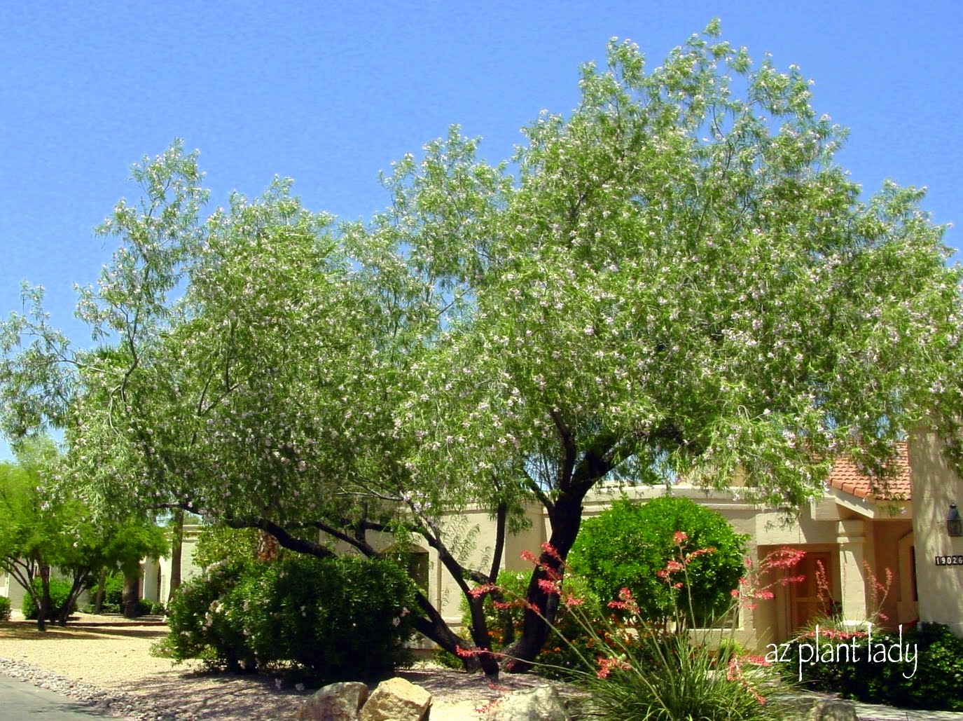 Desert Patio Trees Sportwholehousefansco within size 1375 X 1029