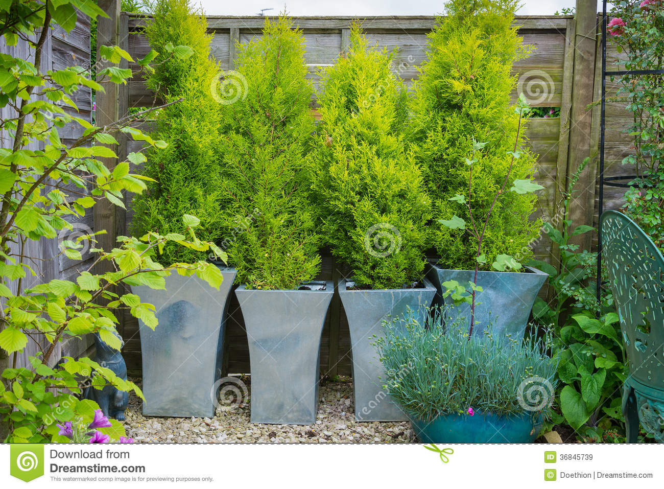 Garden With Evergreen Trees In Containers Stock Image Image Of throughout sizing 1300 X 957