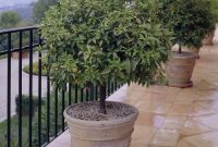 Patio Patio Trees Small For Midwest Live Shade Lemon California throughout sizing 970 X 1212