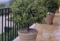 Patio Patio Trees Small For Midwest Live Shade Lemon California with regard to dimensions 970 X 1212