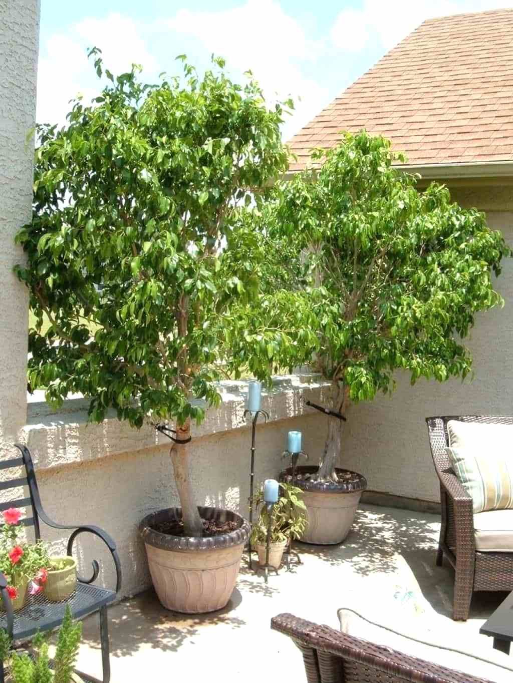 Pictures Outdoor Potted Trees Diy Home Design Furniture for measurements 1024 X 1364