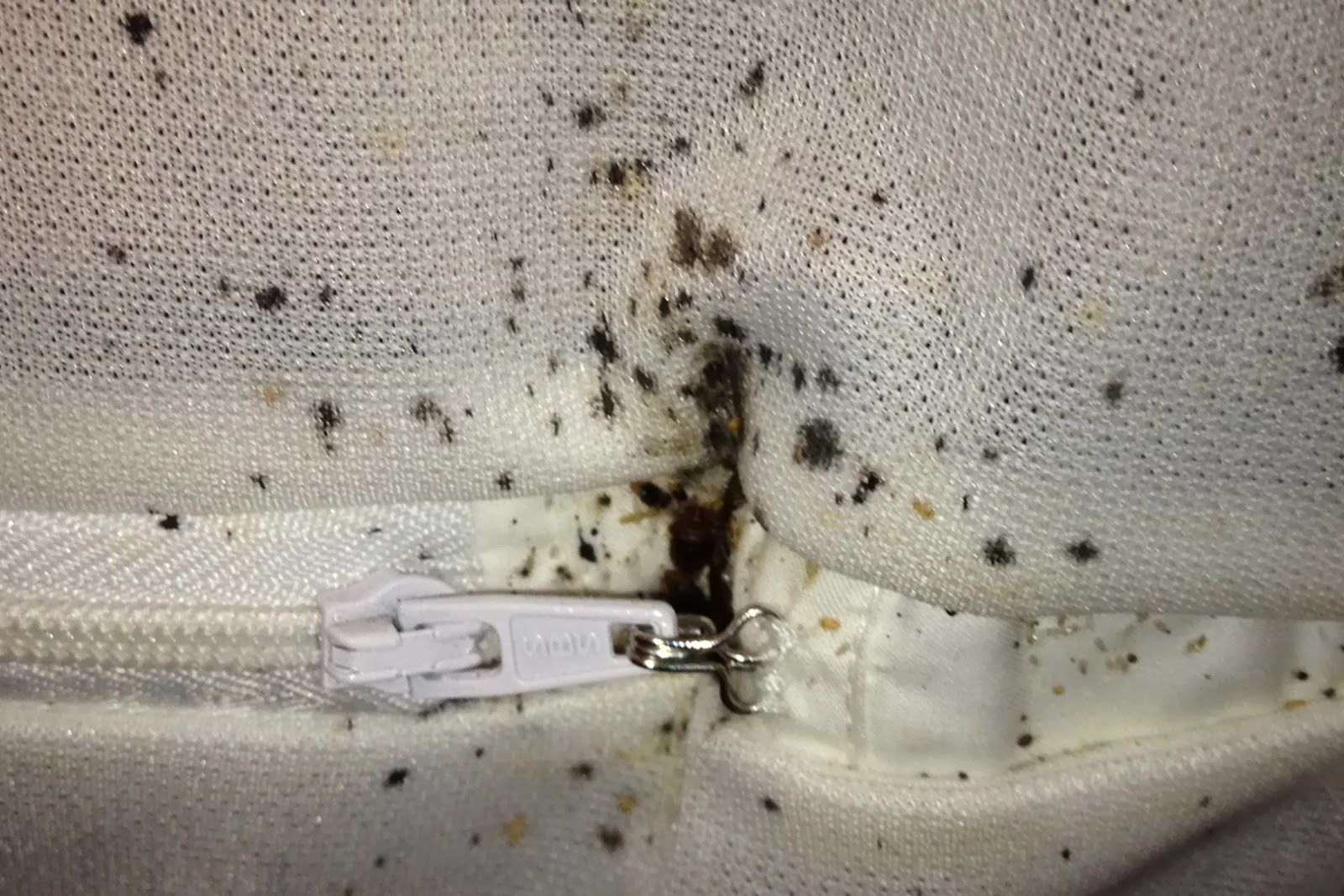 do bedbugs live on leather sofa