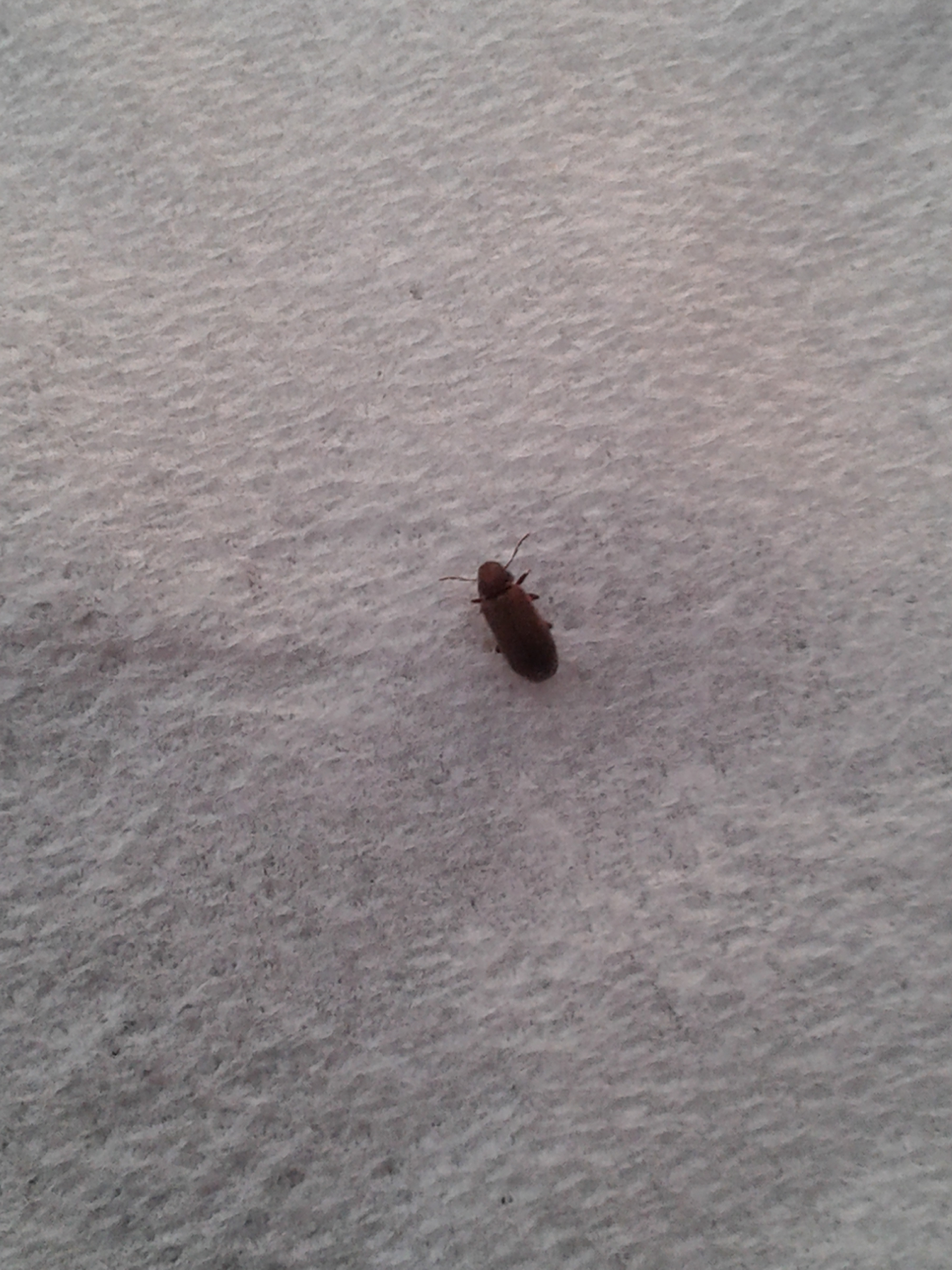 little brown bugs in kitchen        <h3 class=